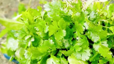 garnishing-instructions-image